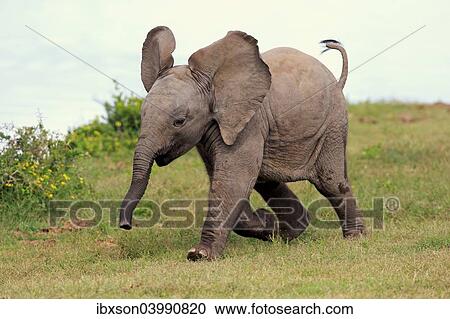 "African elephant (Loxodonta africana), young animal, running, Addo Elephant National Park, Eastern Cape, South Africa, Africa" View Large Photo Image Stock Image - "African elephant (Loxodonta africana), young animal, running, Addo Elephant National Park, Eastern Cape, South Africa, Africa". Fotosearch