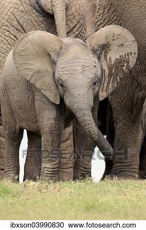 "African elephant (Loxodonta africana), young animal, Addo Elephant National Park, Eastern Cape, South Africa, Africa" View Large Photo Image Stock Image - "African elephant (Loxodonta africana), young animal, Addo Elephant National Park, Eastern Cape, South Africa, Africa". Fotosearch