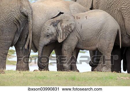 "African elephant (Loxodonta africana), young with herd, Addo Elephant National Park, Eastern Cape, South Africa, Africa" View Large Photo Image Stock Image - "African elephant (Loxodonta africana), young with herd, Addo Elephant National Park, Eastern Cape, South Africa, Africa". Fotosearch