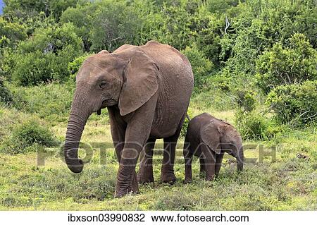 "African elephant (Loxodonta africana) mother with young, Addo Elephant National Park, Eastern Cape, South Africa, Africa" View Large Photo Image Stock Image - "African elephant (Loxodonta africana) mother with young, Addo Elephant National Park, Eastern Cape, South Africa, Africa". Fotosearch