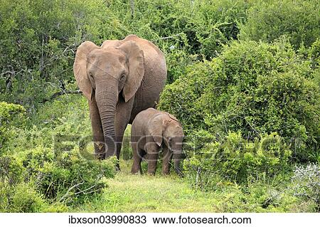 "African elephant (Loxodonta africana) mother with young, Addo Elephant National Park, Eastern Cape, South Africa, Africa" View Large Photo Image Stock Image - "African elephant (Loxodonta africana) mother with young, Addo Elephant National Park, Eastern Cape, South Africa, Africa". Fotosearch