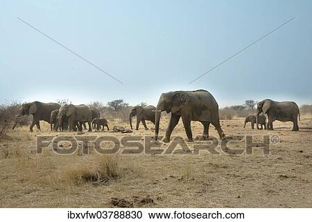 "African elephant (Loxodonta africana), herd, Tsumcor water hole, Etosha National Park, Namibia, Africa" View Large Photo Image Stock Image - "African elephant (Loxodonta africana), herd, Tsumcor water hole, Etosha National Park, Namibia, Africa". Fotosearch