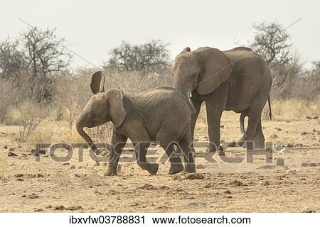 "African Elephant (Loxodonta africana), adult and young, Tsumcor water hole, Etosha National Park, Namibia, Africa" View Large Photo Image Stock Image - "African Elephant (Loxodonta africana), adult and young, Tsumcor water hole, Etosha National Park, Namibia, Africa". Fotosearch