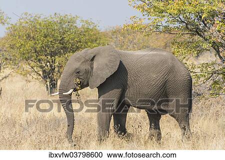 "African Elephant (Loxodonta africana), Etosha National Park, Namibia, Africa" View Large Photo Image Stock Image - "African Elephant (Loxodonta africana), Etosha National Park, Namibia, Africa". Fotosearch