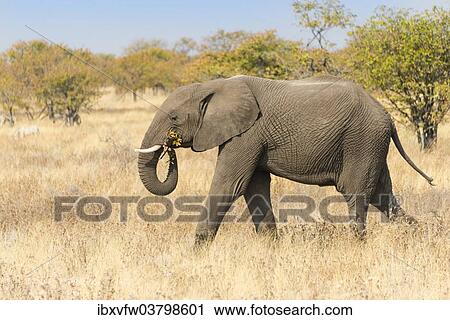 Stock Image - "African Elephant (Loxodonta africana) walking through dry bushland, Etosha National Park, Namibia, Africa". Fotosearch