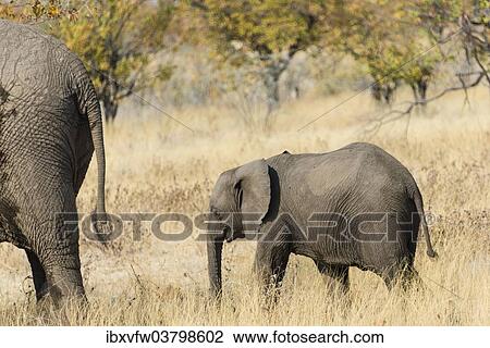 "African Elephant (Loxodonta africana), calf, Etosha National Park, Namibia, Africa" View Large Photo Image Stock Image - "African Elephant (Loxodonta africana), calf, Etosha National Park, Namibia, Africa". Fotosearch