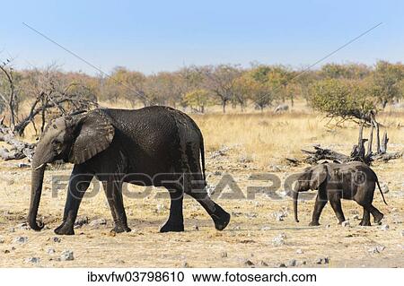 "African Elephant (Loxodonta africana) with calf after bathing in the water of the Rietfontein waterhole, Etosha National Park, Namibia, Africa" View Large Photo Image Stock Image - "African Elephant (Loxodonta africana) with calf after bathing in the water of the Rietfontein waterhole, Etosha National Park, Namibia, Africa". Fotosearch