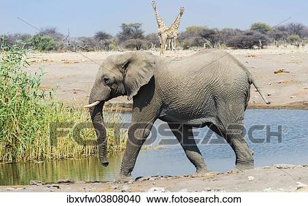Stock Image - "African Elephant (Loxodonta africana) at the Chudop waterhole, Etosha National Park, Namibia, Africa". Fotosearch