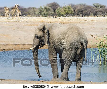 Stock Image - "African Elephant (Loxodonta africana) standing in the water at the Chudop waterhole, Etosha National Park, Namibia, Africa". Fotosearch