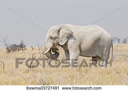 "African Elephant (Loxodonta africana) grazing in the steppe, Etosha National Park, Namibia, Africa" View Large Photo Image Stock Image - "African Elephant (Loxodonta africana) grazing in the steppe, Etosha National Park, Namibia, Africa". Fotosearch