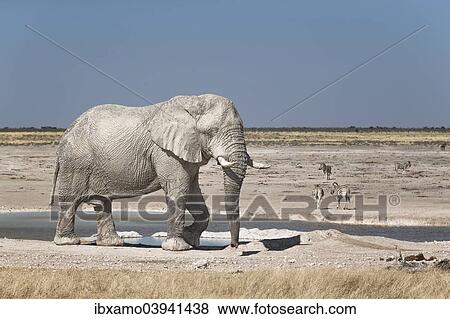 "African Elephant (Loxodonta africana) bull in front of Newbroni waterhole, Etosha National Park, Namibia, Africa" View Large Photo Image Stock Photo - "African Elephant (Loxodonta africana) bull in front of Newbroni waterhole, Etosha National Park, Namibia, Africa". Fotosearch