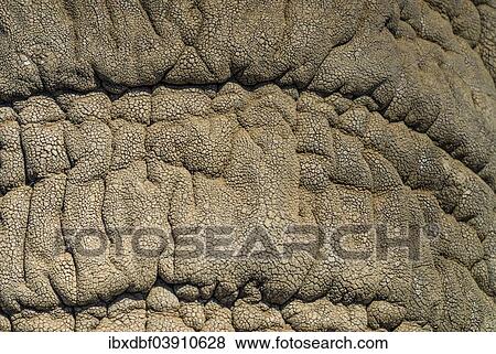 "African Elephant (Loxodonta africana), detail view of the skin, Kruger National Park, South Africa, Africa" View Large Photo Image Stock Photo - "African Elephant (Loxodonta africana), detail view of the skin, Kruger National Park, South Africa, Africa". Fotosearch