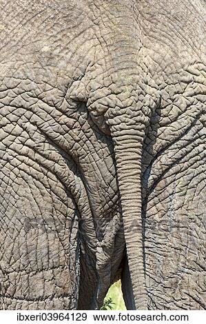 "African Elephant (Loxodonta africana), rear view, Maasai Mara National Reserve, Kenya, Africa" View Large Photo Image Stock Photo - "African Elephant (Loxodonta africana), rear view, Maasai Mara National Reserve, Kenya, Africa". Fotosearch