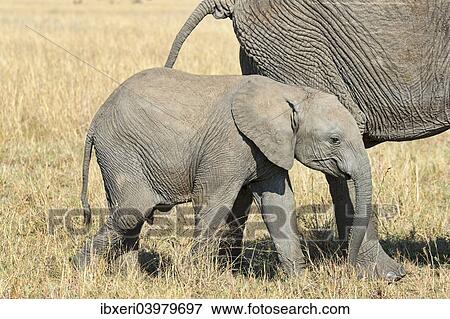Stock Photo - "African Elephant (Loxodonta africana), calf, Maasai Mara, Kenya, Africa". Fotosearch