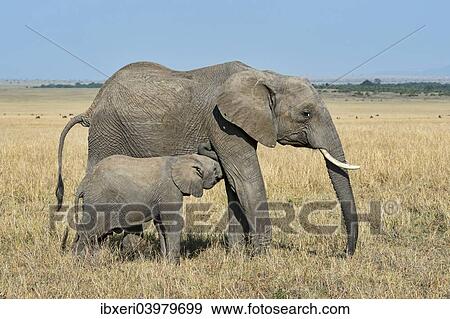 "African Elephant (Loxodonta africana), cow with calf, Maasai Mara, Kenya, Africa" View Large Photo Image Stock Photo - "African Elephant (Loxodonta africana), cow with calf, Maasai Mara, Kenya, Africa". Fotosearch