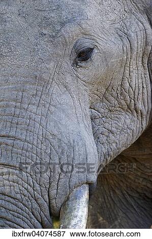 "African Elephant (Loxodonta africana), portrait, South Luangwa National Park, Zambia, Africa" View Large Photo Image Stock Photo - "African Elephant (Loxodonta africana), portrait, South Luangwa National Park, Zambia, Africa". Fotosearch