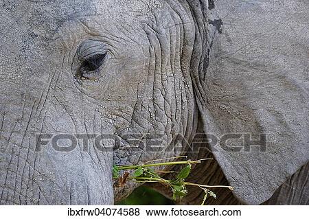 "African Elephant (Loxodonta africana), close-up, portrait, feeding, South Luangwa National Park, Zambia, Africa" View Large Photo Image Stock Photo - "African Elephant (Loxodonta africana), close-up, portrait, feeding, South Luangwa National Park, Zambia, Africa". Fotosearch