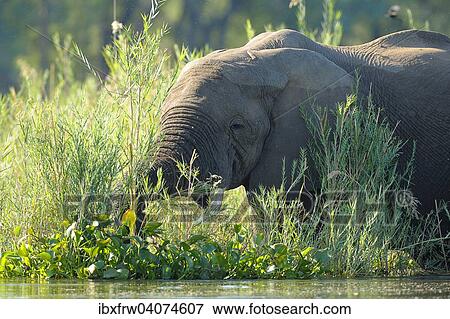 Stock Photo - "African Elephant (Loxodonta africana) feeding at the water's Edge, Zambezi River, Lower Zambezi National Park, Zambia, Africa". Fotosearch