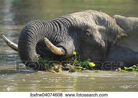 "African Elephant (Loxodonta africana) in the water with water plants in the mouth, Lower Zambezi National Park, Zambia, Africa" View Large Photo Image Stock Photo - "African Elephant (Loxodonta africana) in the water with water plants in the mouth, Lower Zambezi National Park, Zambia, Africa". Fotosearch