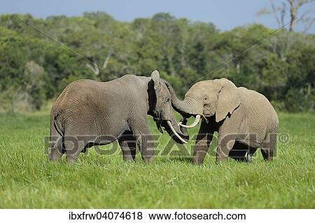 "African Elephant (Loxodonta africana), bulls, play fighting, Sweetwater Game Reserve, Kenya, Africa" View Large Photo Image Stock Photo - "African Elephant (Loxodonta africana), bulls, play fighting, Sweetwater Game Reserve, Kenya, Africa". Fotosearch