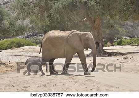 "African elephant (Loxodonta africana), female desert elephant with young, in the dry riverbed of the Hoanib ephemeral seasonal river, Kaokoveld, Namibia, Africa" View Large Photo Image Stock Photo - "African elephant (Loxodonta africana), female desert elephant with young, in the dry riverbed of the Hoanib ephemeral seasonal river, Kaokoveld, Namibia, Africa". Fotosearch