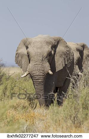 Stock Photo - "African Elephant (Loxodonta africana), Etosha National Park, Namibia, Africa". Fotosearch