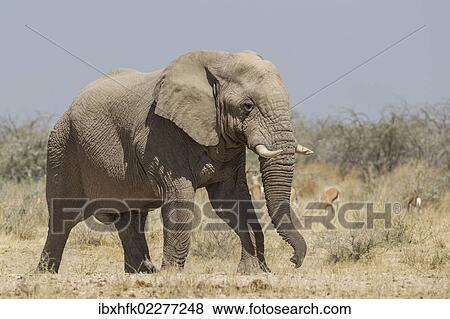 "African Elephant (Loxodonta africana), Etosha National Park, Namibia, Africa" View Large Photo Image Stock Photo - "African Elephant (Loxodonta africana), Etosha National Park, Namibia, Africa". Fotosearch