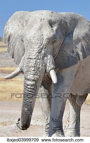 "African Elephant (Loxodonta africana), adult male covered with dry mud, Etosha National Park, Namibia, Africa" View Large Photo Image Stock Photo - "African Elephant (Loxodonta africana), adult male covered with dry mud, Etosha National Park, Namibia, Africa". Fotosearch