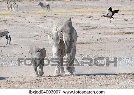 "African Elephant (Loxodonta africana) with young, and Egyptian Goose (Alopochen aegyptiacus), in flight, Newbroni waterhole, Etosha National Park, Namibia, Africa" View Large Photo Image Stock Photo - "African Elephant (Loxodonta africana) with young, and Egyptian Goose (Alopochen aegyptiacus), in flight, Newbroni waterhole, Etosha National Park, Namibia, Africa". Fotosearch