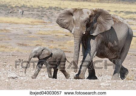 "African Elephant (Loxodonta africana), female and her baby, covered with mud, at Newbroni waterhole, Etosha National Park, Namibia, Africa" View Large Photo Image Stock Photo - "African Elephant (Loxodonta africana), female and her baby, covered with mud, at Newbroni waterhole, Etosha National Park, Namibia, Africa". Fotosearch