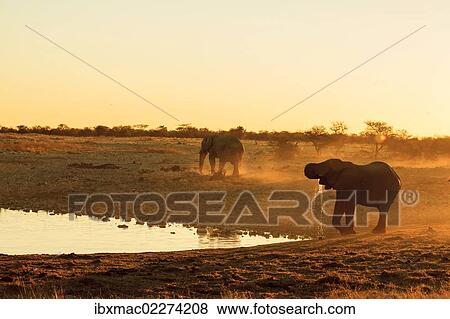 "African Elephant (Loxodonta africana), male, Etosha National Park, Namibia, Africa" View Large Photo Image Stock Photo - "African Elephant (Loxodonta africana), male, Etosha National Park, Namibia, Africa". Fotosearch