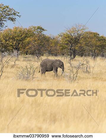 "African Elephant (Loxodonta africana), Etosha National Park, Namibia, Africa" View Large Photo Image Stock Photo - "African Elephant (Loxodonta africana), Etosha National Park, Namibia, Africa". Fotosearch