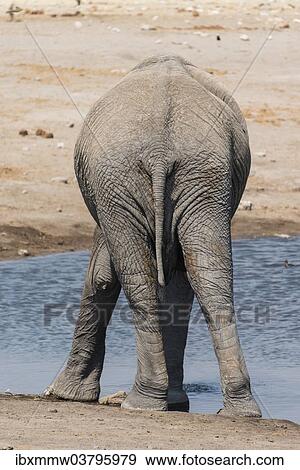 "African Elephant (Loxodonta africana) at the Chudop waterhole, Etosha National Park, Namibia, Africa" View Large Photo Image Stock Photo - "African Elephant (Loxodonta africana) at the Chudop waterhole, Etosha National Park, Namibia, Africa". Fotosearch