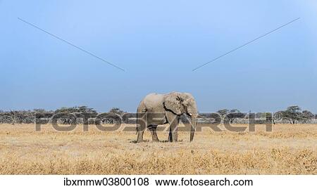 "African Elephant (Loxodonta africana), bull elephant, Etosha National Park, Namibia, Africa" View Large Photo Image Stock Photo - "African Elephant (Loxodonta africana), bull elephant, Etosha National Park, Namibia, Africa". Fotosearch