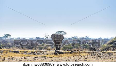 Stock Photo - "African Elephant (Loxodonta africana), Etosha National Park, Koinachas waterhole, Namibia, Africa". Fotosearch