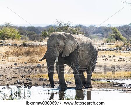 "African Elephant (Loxodonta africana) drinking in the water, Etosha National Park, Koinachas waterhole, Namibia, Africa" View Large Photo Image Stock Photo - "African Elephant (Loxodonta africana) drinking in the water, Etosha National Park, Koinachas waterhole, Namibia, Africa". Fotosearch