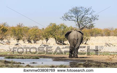 "African Elephant (Loxodonta africana) from behind at the Rietfontein waterhole, Etosha National Park, Namibia, Africa" View Large Photo Image Stock Photo - "African Elephant (Loxodonta africana) from behind at the Rietfontein waterhole, Etosha National Park, Namibia, Africa". Fotosearch