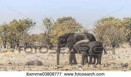 "African Elephant (Loxodonta africana) adult with calf taking a dust bath, Rietfontein waterhole, Etosha National Park, Namibia, Africa" View Large Photo Image Stock Photo - "African Elephant (Loxodonta africana) adult with calf taking a dust bath, Rietfontein waterhole, Etosha National Park, Namibia, Africa". Fotosearch