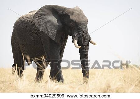 Stock Photo - "African Elephant (Loxodonta africana), with backlight, Chobe National Park, Botswana, Africa". Fotosearch