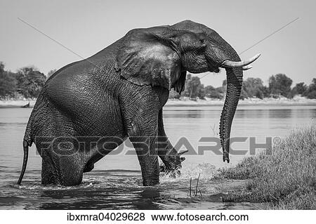 Stock Photo - "African Elephant (Loxodonta africana) emerging from the Chobe River, Chobe National Park, Botswana, Africa". Fotosearch
