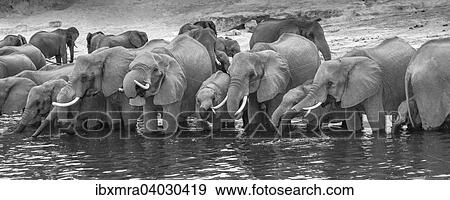 "African Elephant (Loxodonta africana) standing in a row in the river drinking water, black and white, panoramic view, Chobe National Park, Chobe River, Botswana, Africa" View Large Photo Image Stock Photo - "African Elephant (Loxodonta africana) standing in a row in the river drinking water, black and white, panoramic view, Chobe National Park, Chobe River, Botswana, Africa". Fotosearch