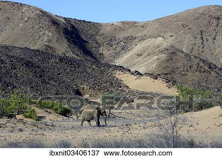 Stock Photo - "African Elephant (Loxodonta africana), desert Elephant in the Aba-Huab dry riverbed, Damaraland, Kunene Region, Namibia, Africa". Fotosearch