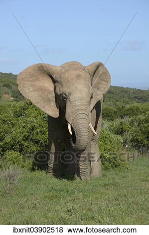 "African Elephant (Loxodonta africana), Addo Elephant National Park, Eastern Cape, South Africa, Africa" View Large Photo Image Stock Photo - "African Elephant (Loxodonta africana), Addo Elephant National Park, Eastern Cape, South Africa, Africa". Fotosearch