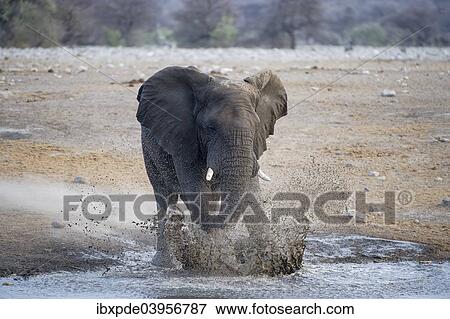 Stock Photo - "African Elephant (Loxodonta africana), bull standing and splashing in water, Etosha National Park, Namibia, Africa". Fotosearch