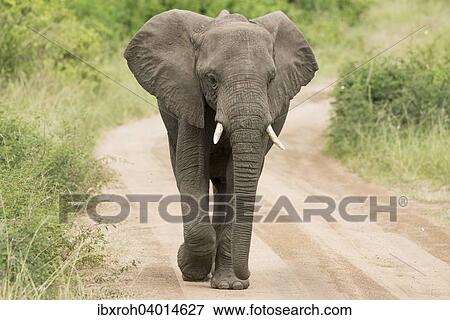 Stock Photo - "African Elephant (Loxodonta africana) walking along a track, Queen Elizabeth National Park, Uganda, Africa". Fotosearch