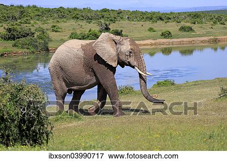 "African Elephant (Loxodonta africana), adult, at a waterhole, Addo Elephant National Park, Eastern Cape, South Africa, Africa" View Large Photo Image Stock Photo - "African Elephant (Loxodonta africana), adult, at a waterhole, Addo Elephant National Park, Eastern Cape, South Africa, Africa". Fotosearch