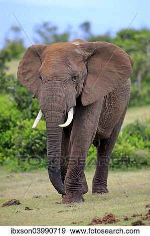"African Elephant (Loxodonta africana), adult, Addo Elephant National Park, Eastern Cape, South Africa, Africa" View Large Photo Image Stock Photo - "African Elephant (Loxodonta africana), adult, Addo Elephant National Park, Eastern Cape, South Africa, Africa". Fotosearch