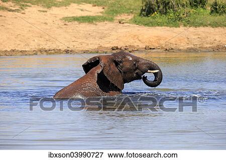 "African elephant (Loxodonta africana), adult in water bathing, drinking, Addo Elephant National Park, Eastern Cape, South Africa, Africa" View Large Photo Image Stock Photo - "African elephant (Loxodonta africana), adult in water bathing, drinking, Addo Elephant National Park, Eastern Cape, South Africa, Africa". Fotosearch