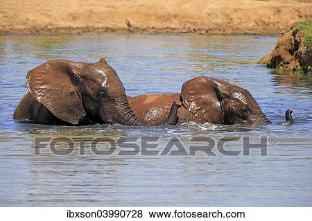 "African elephant (Loxodonta africana), two elephants bathing in the water, Addo Elephant National Park, Eastern Cape, South Africa, Africa" View Large Photo Image Stock Photo - "African elephant (Loxodonta africana), two elephants bathing in the water, Addo Elephant National Park, Eastern Cape, South Africa, Africa". Fotosearch
