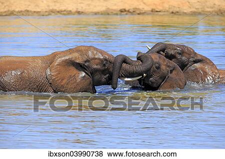 "African elephant (Loxodonta africana) elephants bathing in the water, social behavior, Addo Elephant National Park, Eastern Cape, South Africa, Africa" View Large Photo Image Stock Photo - "African elephant (Loxodonta africana) elephants bathing in the water, social behavior, Addo Elephant National Park, Eastern Cape, South Africa, Africa". Fotosearch